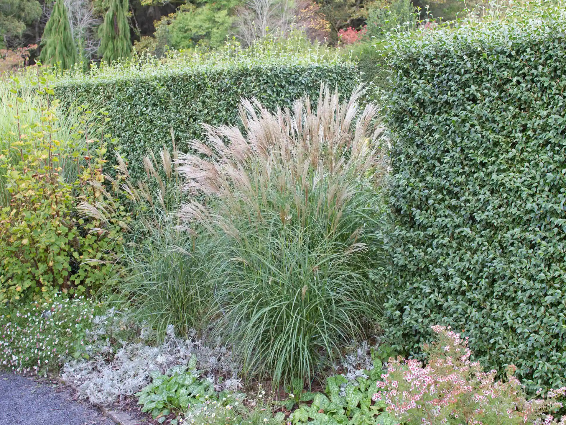 Miscanthus sinensis 'Adagio'