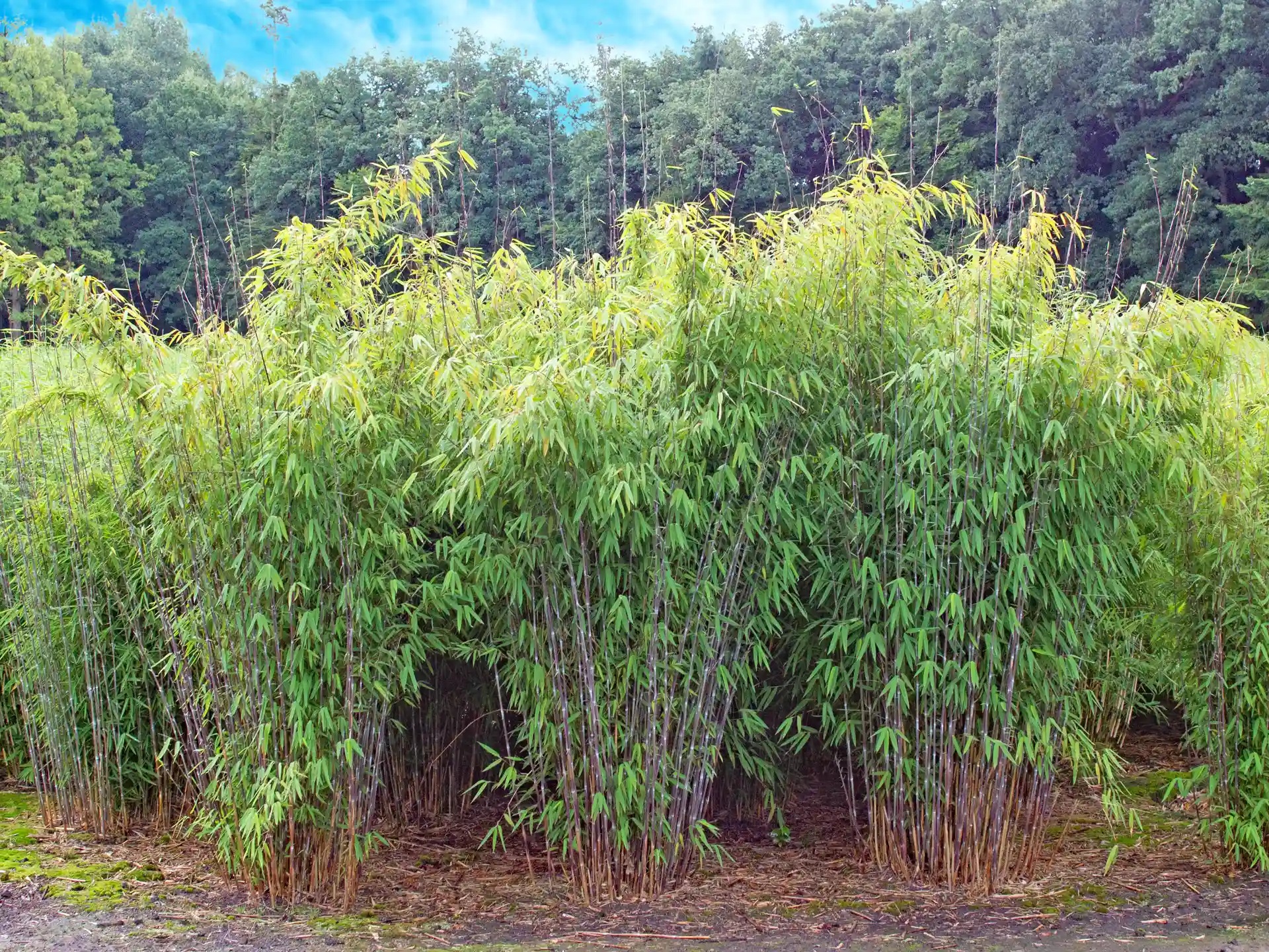 Bambus Fargesia nitida 'Winter Joy' Bambus Fargesia nitida 'Winter Joy'