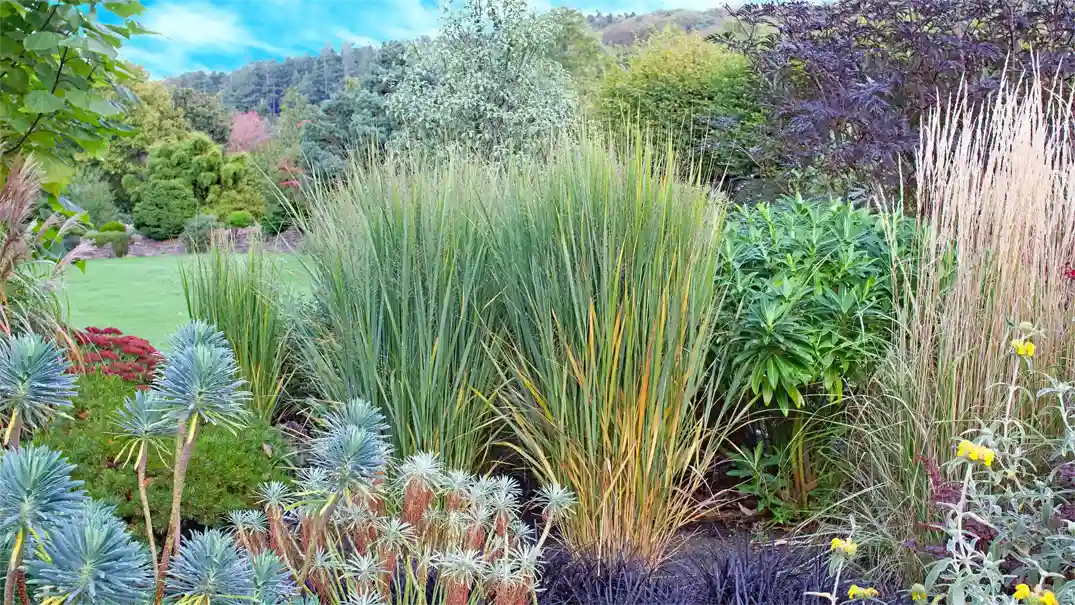 Rutenhirse-Panicum-virgatum-Northwind 1075x605