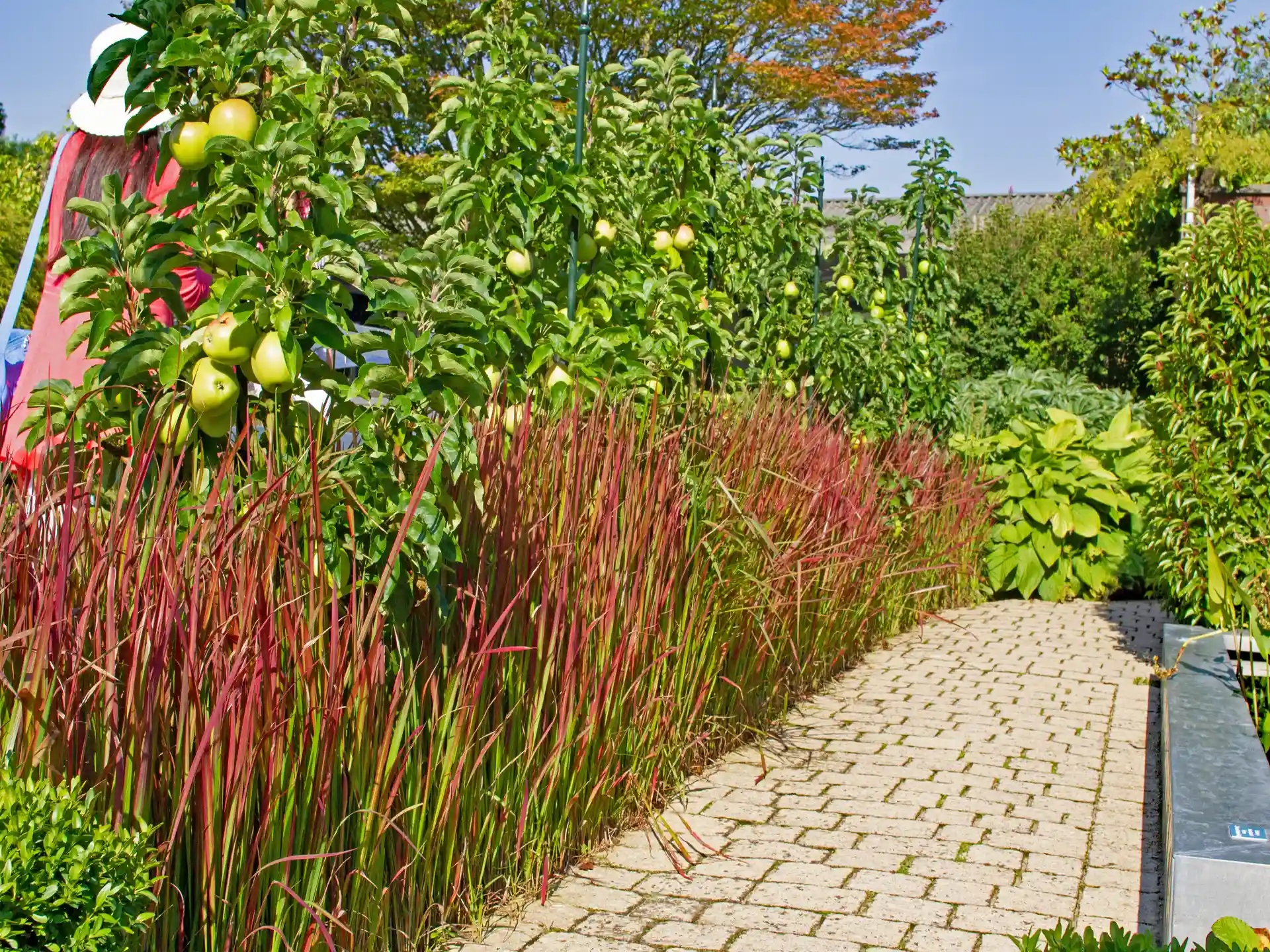 Schmaler Gartenweg flankiert von einer dichten Reihe Imperata cylindrica 'Red Baron' mit leuchtend roten Halmen.