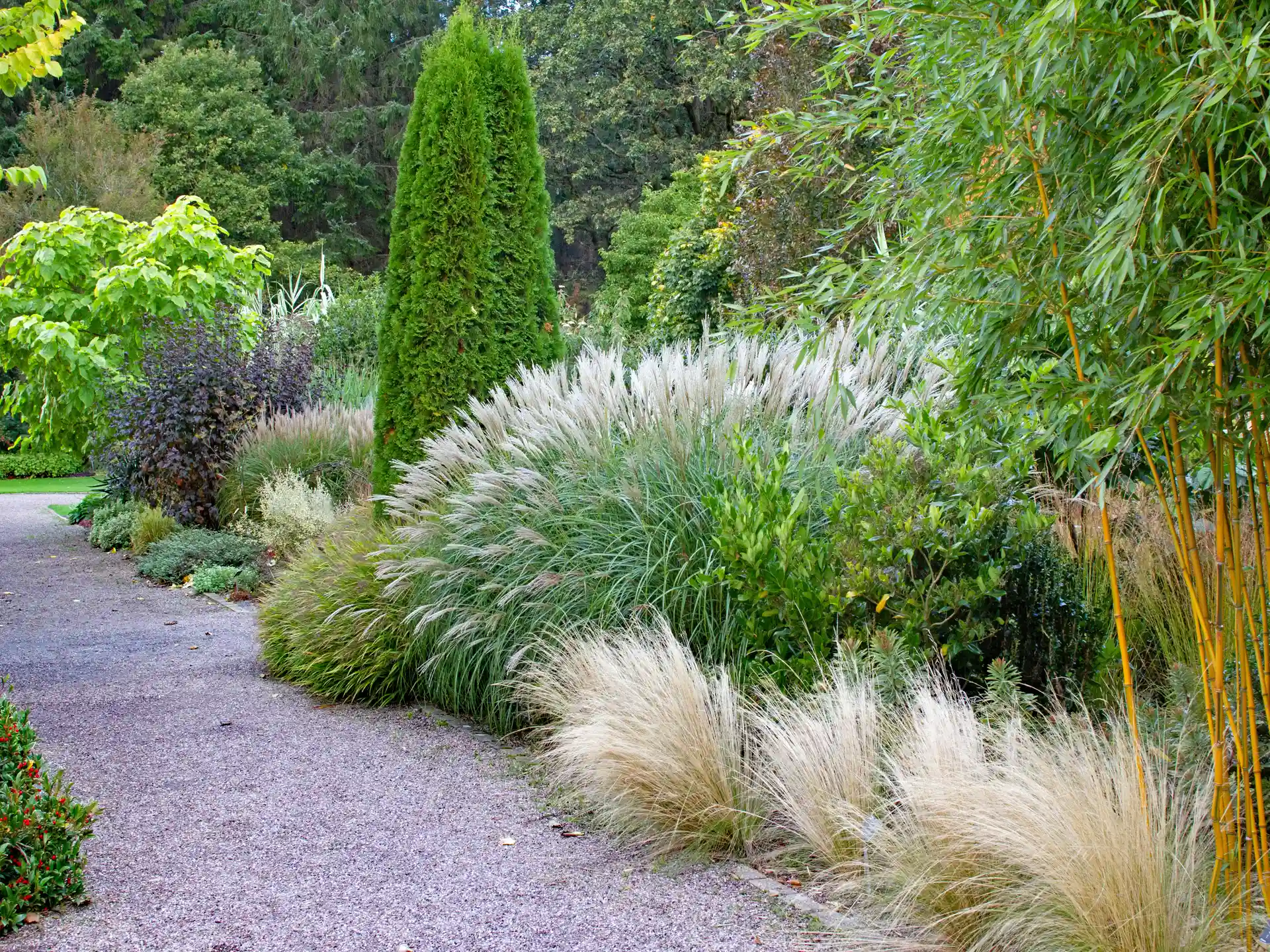 Miscanthus sinensis 'Yakushima Dwarf' mit silbrigem Blütenflor in strukturierter Gartenbepflanzung entlang eines Kieswegs.