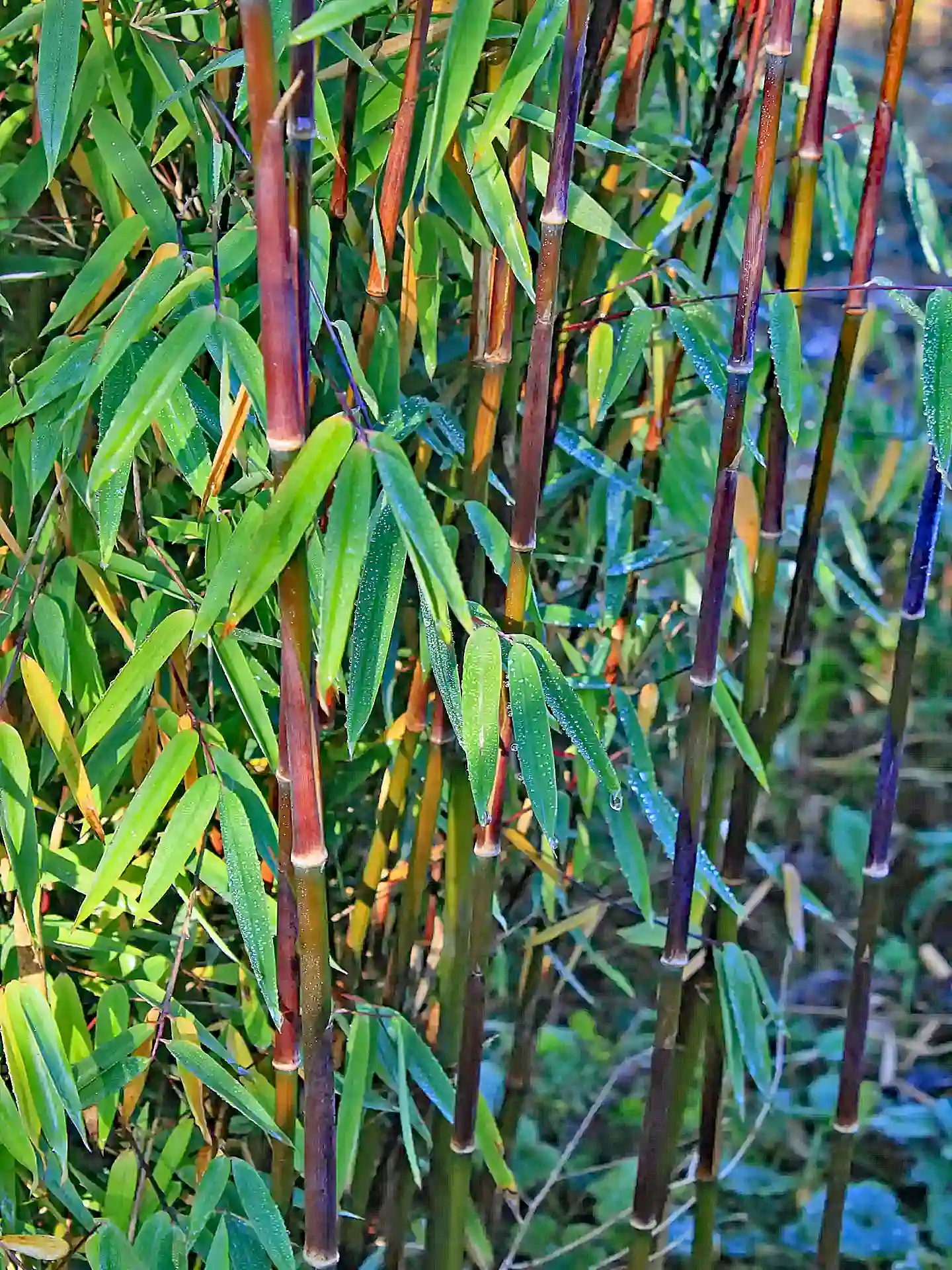 Fargesia 'Jiuzhaigou 4' mit intesiv gefärbten Halmen im Abendlicht in Nahaufnahme - dekorativer Bambus mit feinem Blattwerk für halbschattige Standorte.
