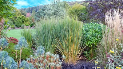 Verschiedene Gräser und Pflanzen in einem üppigen Garten, darunter hohe, grüne und gelbe Gräser, Büsche und Sträucher mit dunkelvioletten und roten Tönen, im Hintergrund ein gepflegter Rasen und Bäume vor einem blauen Himmel.