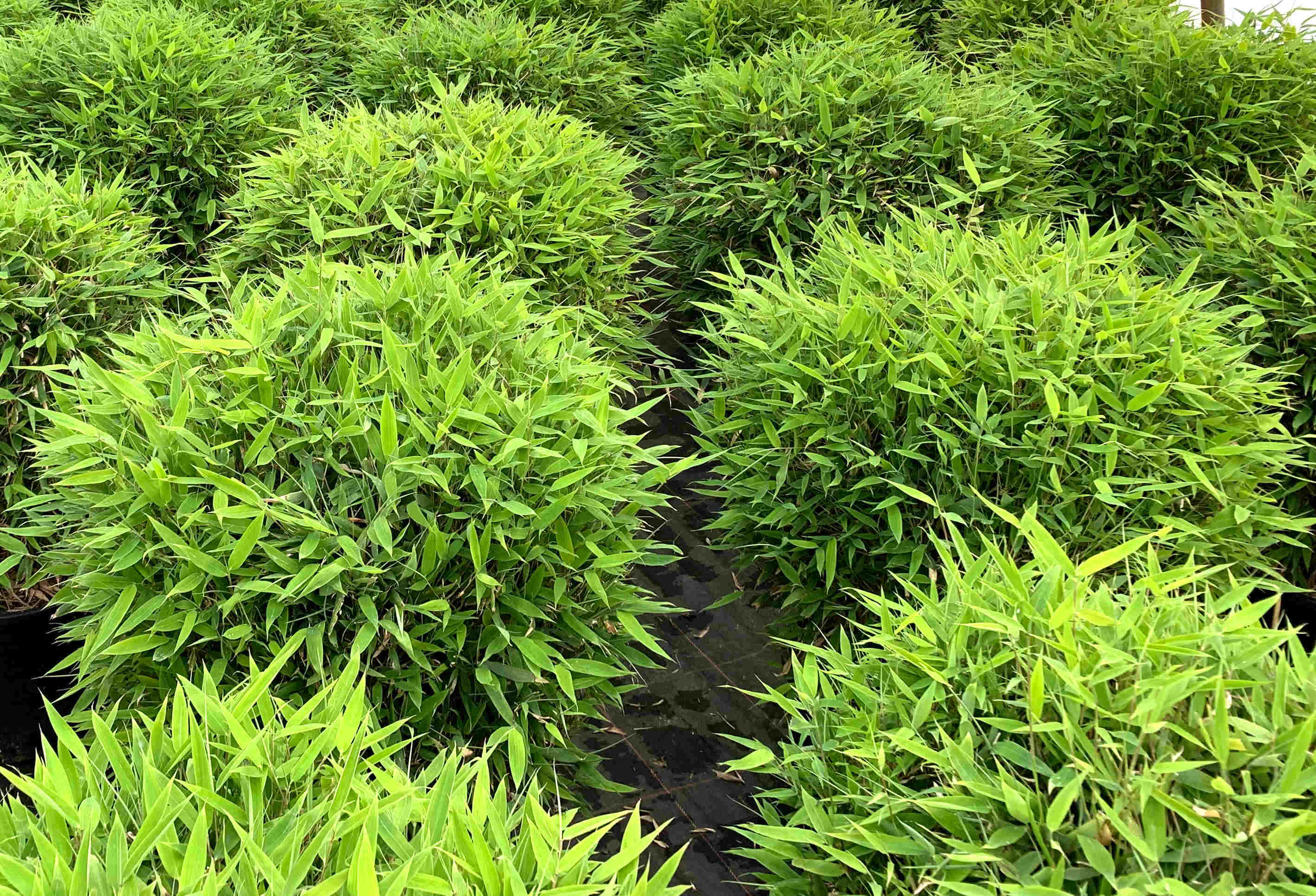 Wie kann ich meinen Bambus überwintern?