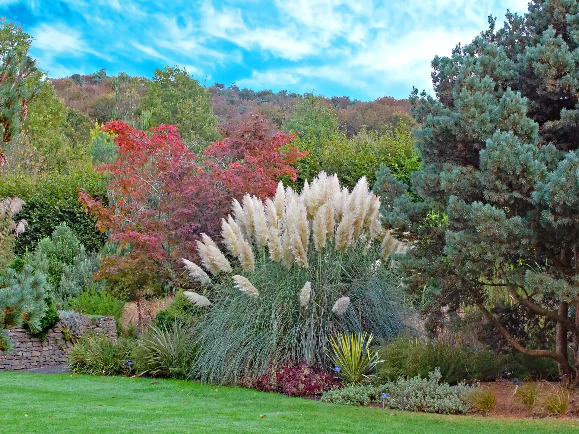 Blühendes Pampasgras im Ziergarten mit bunten Sträuchern und Bäumen im Hintergrund.