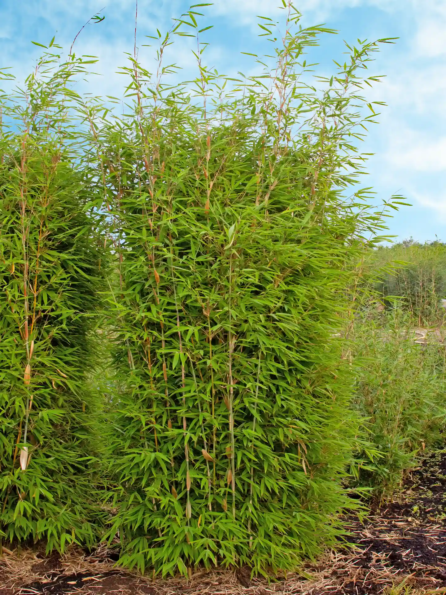 Dicht gewachsene Bambushecke der Sorte Fargesia ‘Green Lion’ mit aufrechtem, schmalem Wuchs und kräftig grünen Blättern vor leicht bewölktem, blauem Himmel.