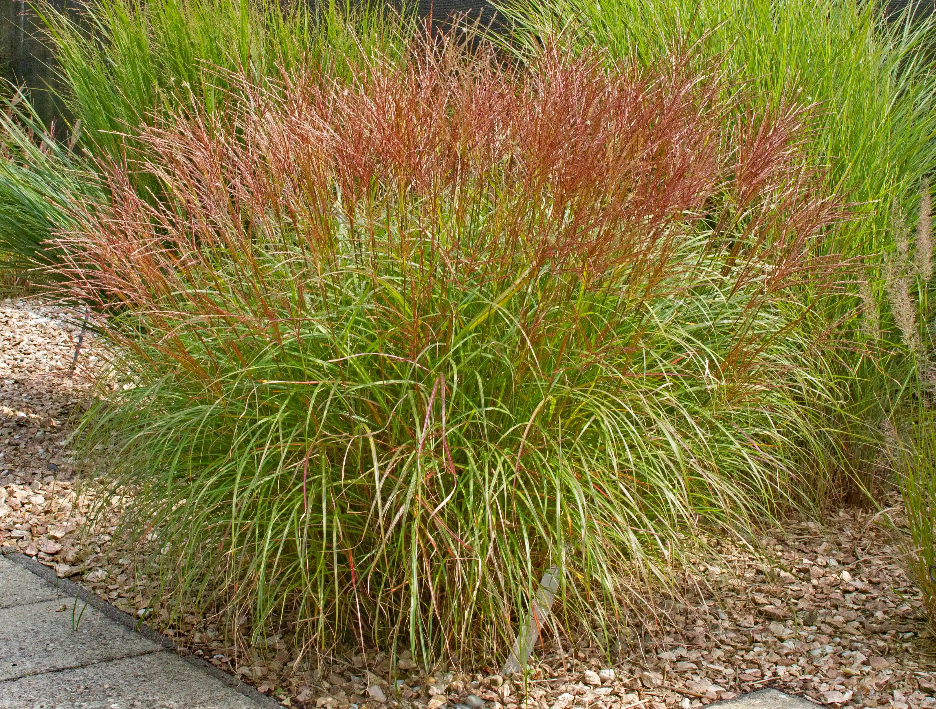 Miscanthus sinensis 'Kleine SIberspinne' mit rötlichen Blütenrispen in steinigem Beet.
