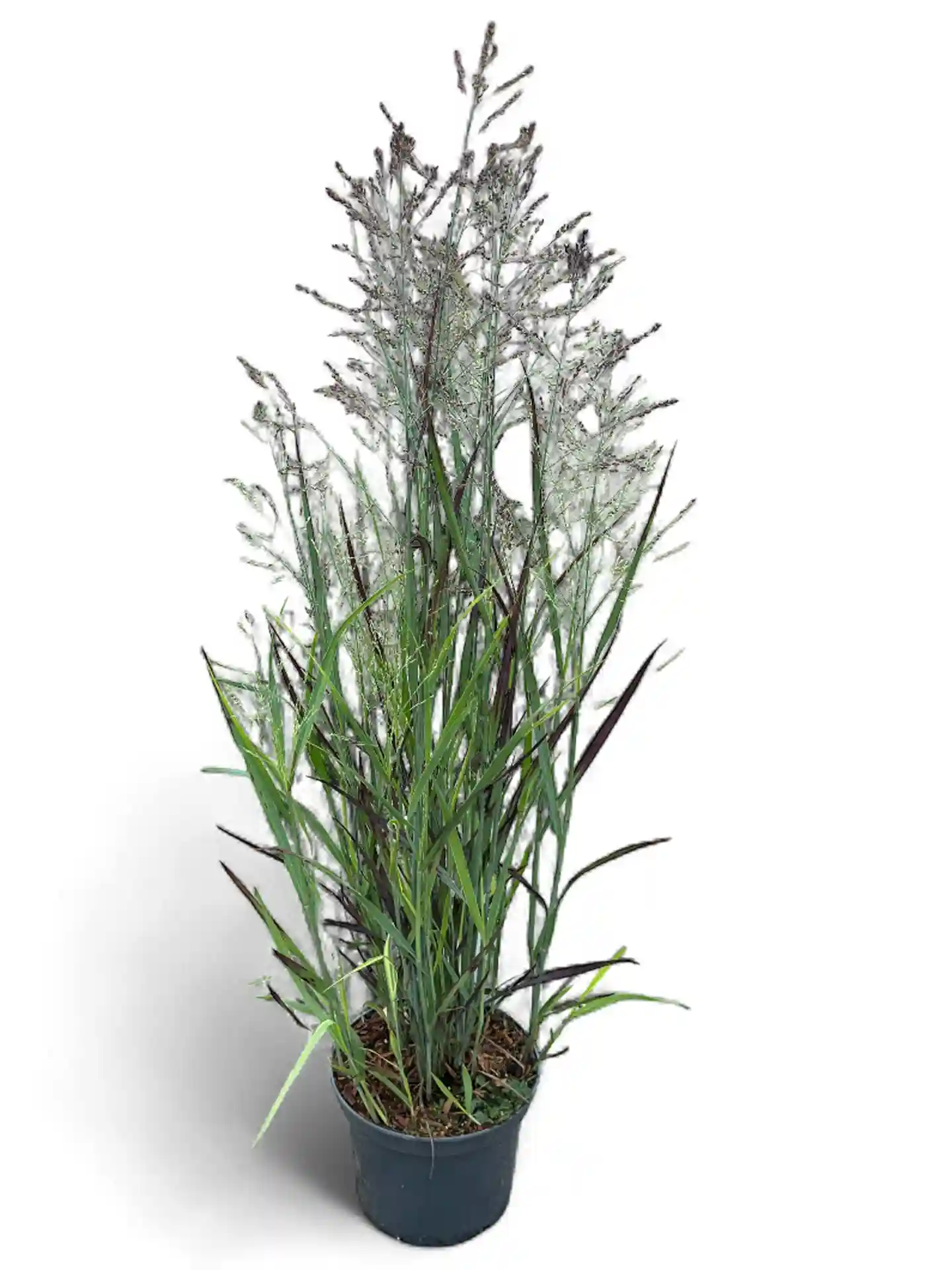 Panicum virgatum 'Heiliger Hain'