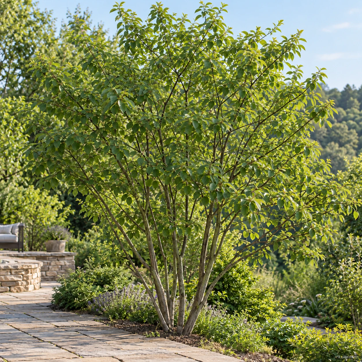 Mehrstämmige Kupfer-Felsenbirne neben einer Terrasse.