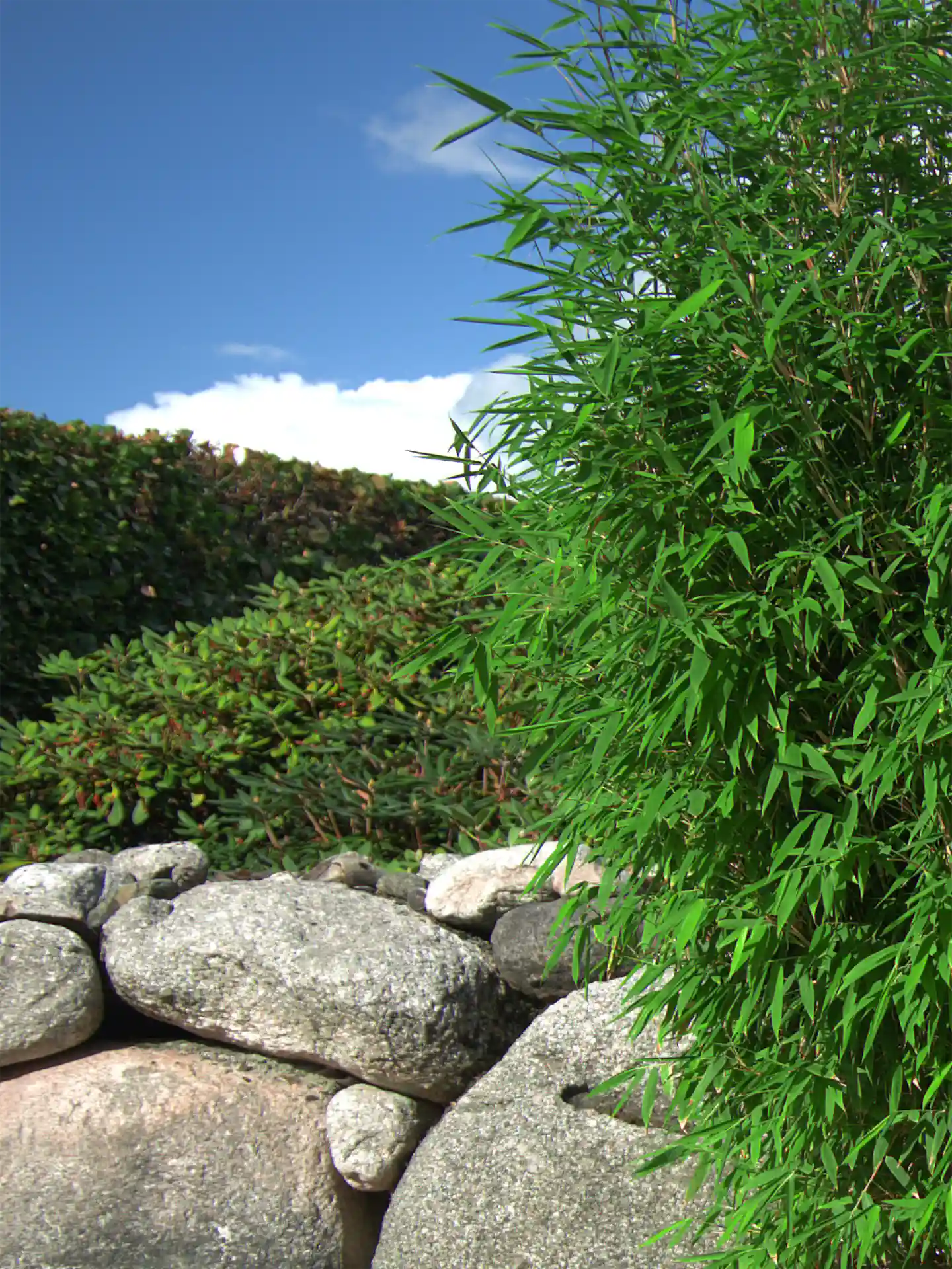 Bambus Fargesia 'Malachite Monkeys'®