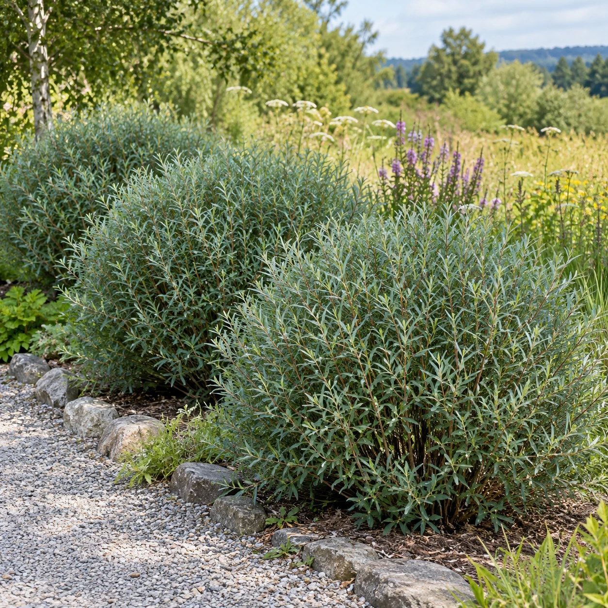 Kugel-Purpurweiden 'Nana' als rundliche Sträucher in einer Gartenpflanzung.