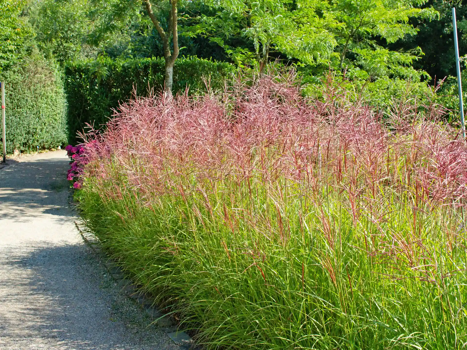 Chinaschilf Miscanthis Sinensis 'Ferner Osten' - filigranes Ziergras mit rötlich schimmernden Blütenrispen, perfekt für sonnige Beete und Wegbegrenzungen.