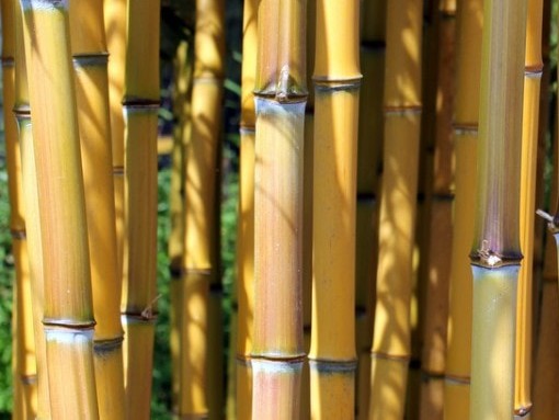 Phyllostachys aureosulcata 'Aureocaulis' 4