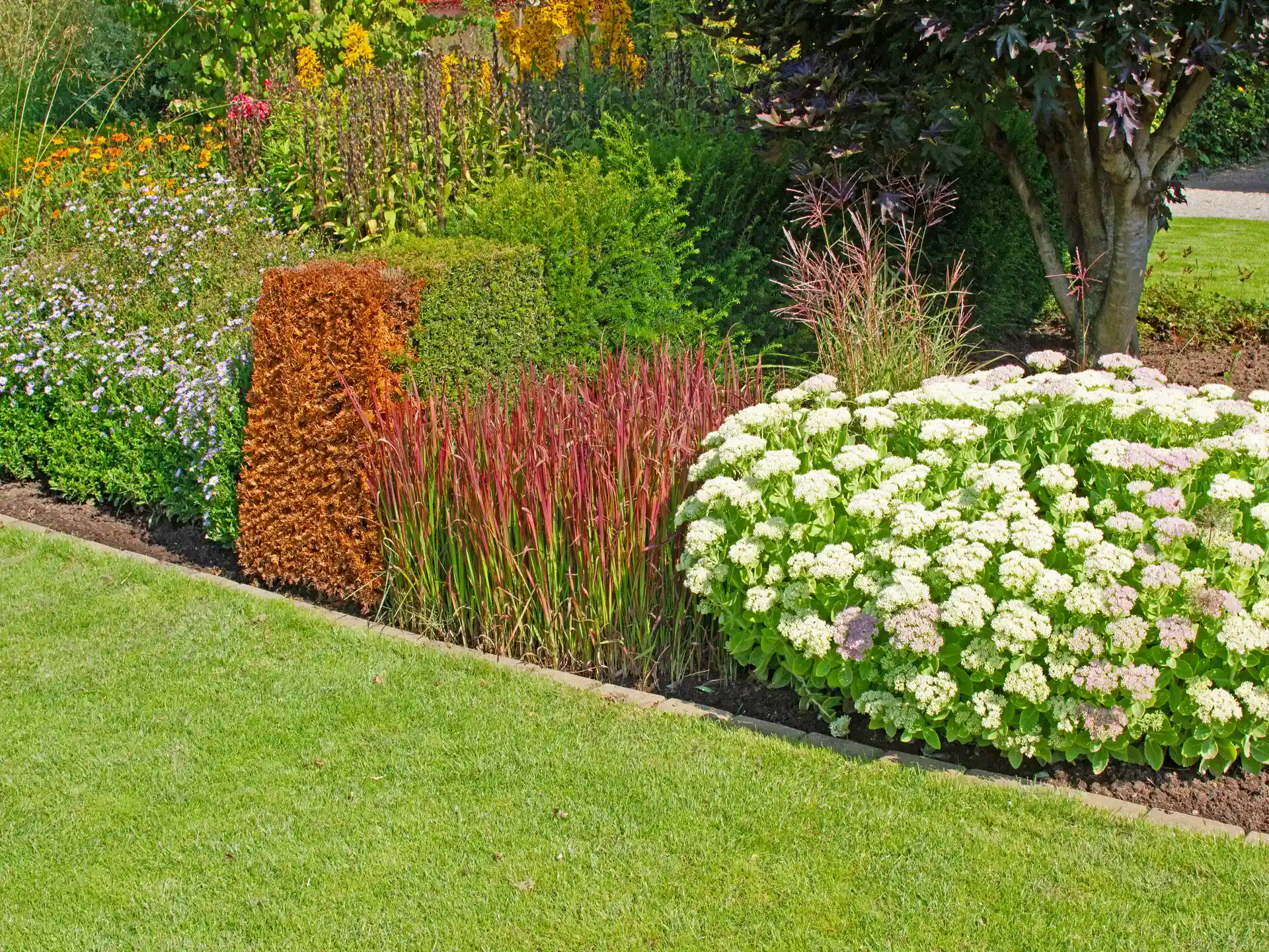 Japanisches Blutgras in kontrastreicher Bepflanzung mit Formschnittgehölzen und weißen Blüten.