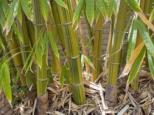 Dendrocalamus latiflorus Mei Nung