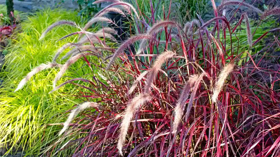 Lampenputzergras-Pennisetum-Fireworks 1075x605