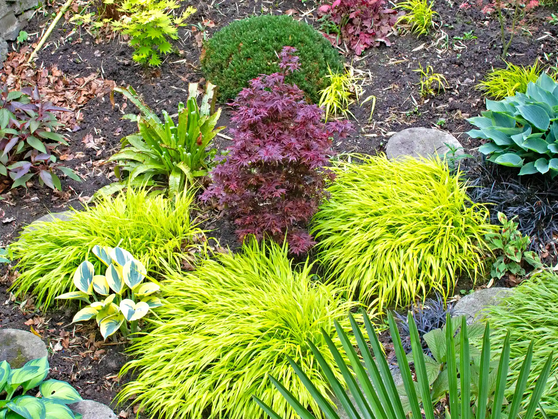 Hakonechloa macra i leuchtender grün-gelben Ausfärbung als Bodendecker in asiatisch inspirierten Steingarten.