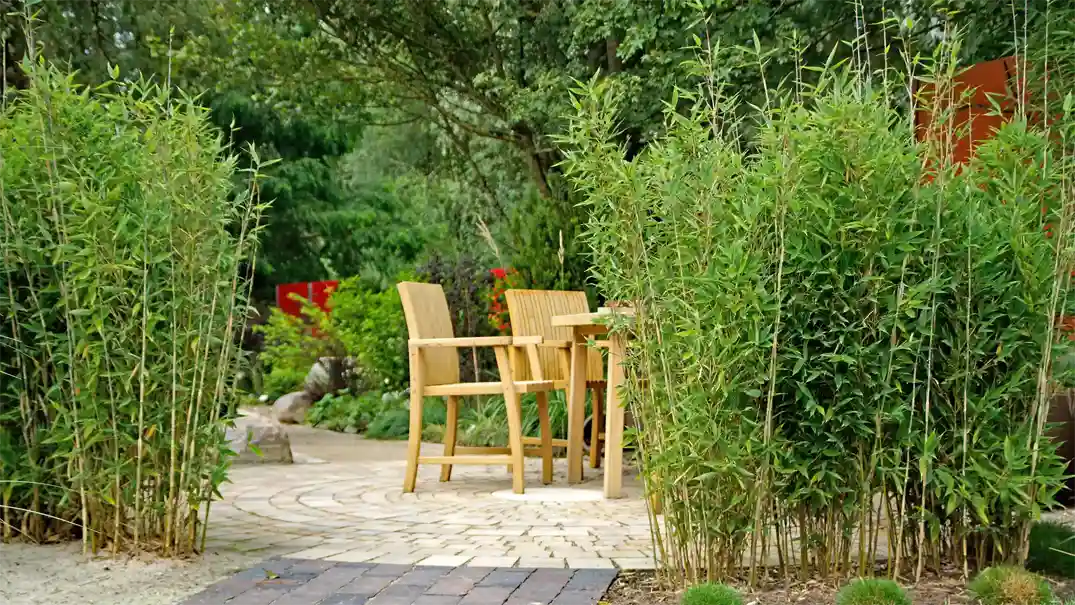 Bambus_Fargesia 1075x605