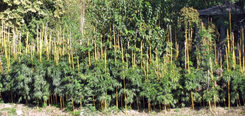 Bambushecken Die Sechs Uberzeugenden Vorteile Bambusborse