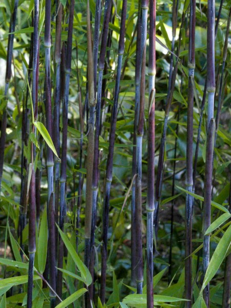 Bambus Fargesia nitida &#039;Black Pearl&#039;