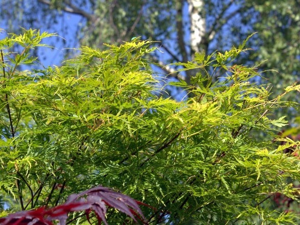 Schlitzahorn Acer palmatum 'Seiryu'