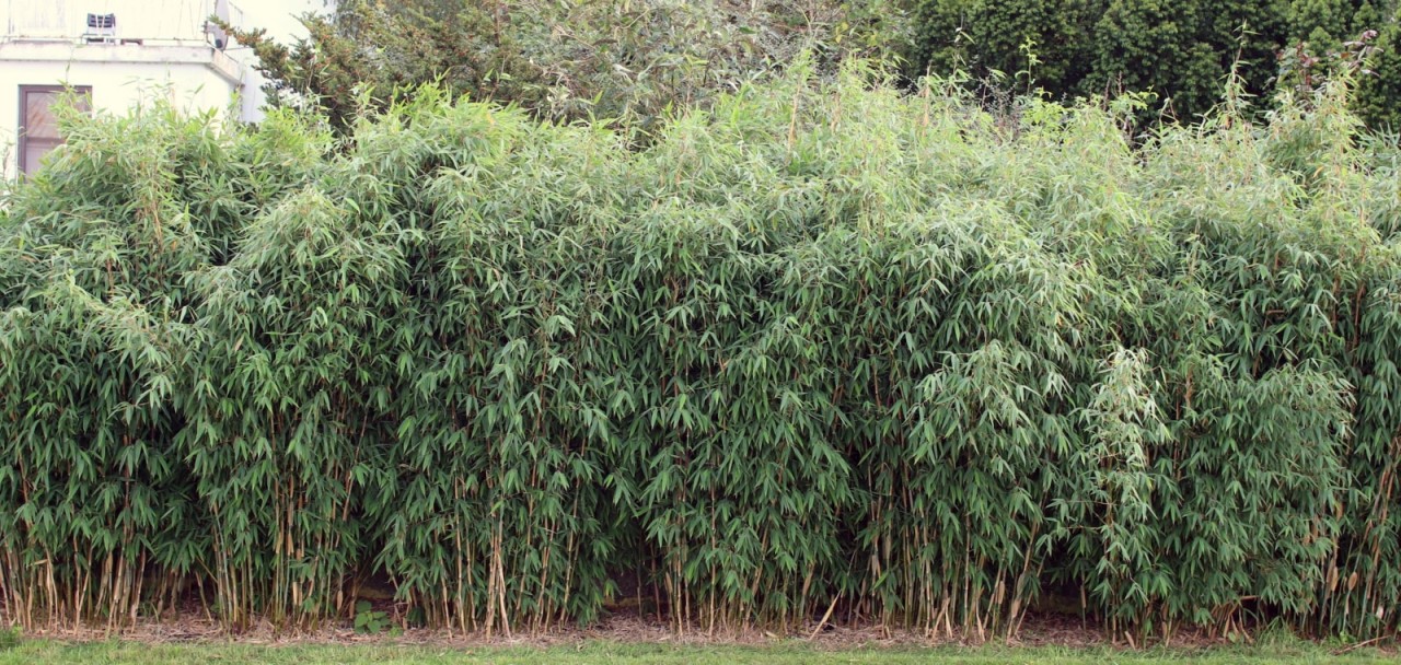 Bambushecken-bambus-Fargesiade