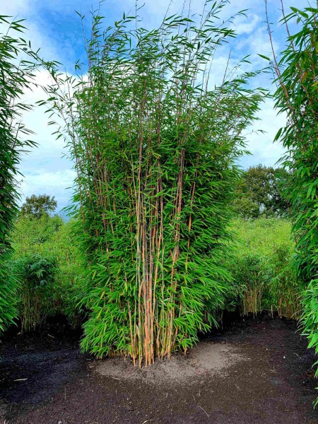 Bambus Fargesia &#039;Windweaver&#039;®