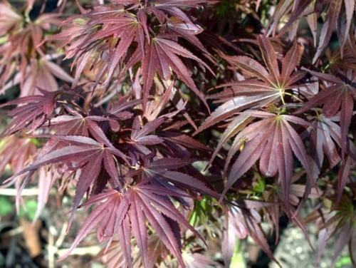 Fächerahorn Acer palmatum 'Shaina'