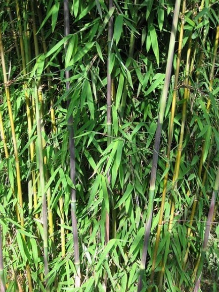 Roter Bambus Fargesia 'Jiuzhaigou 1' Halme