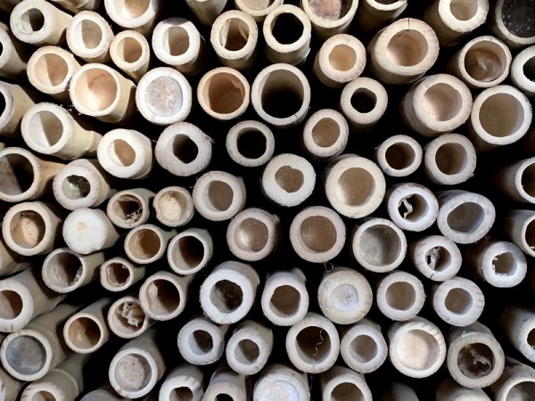 Bambusrohre-Moso-Durchmesser