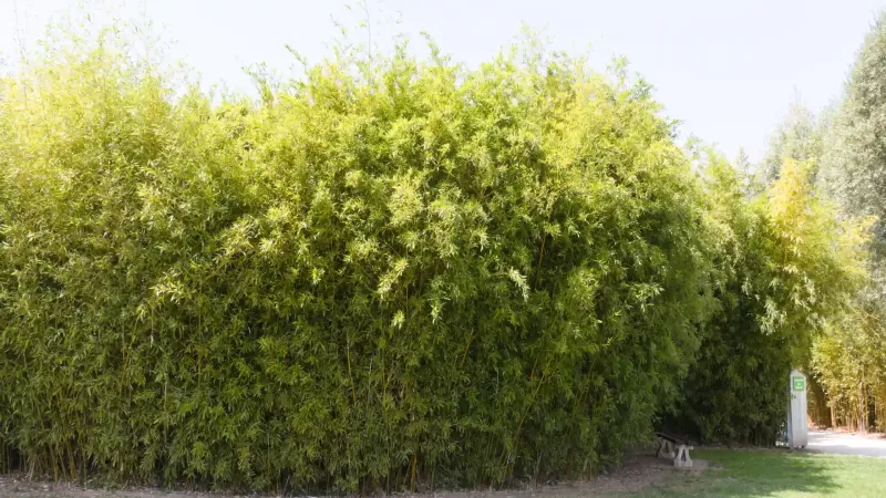 Haie dense de bambous formant un brise-vue vert dans le jardin