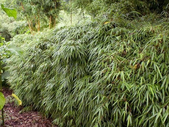 Dichtes, überhängendes Laub von Fargesia rufa im Garten