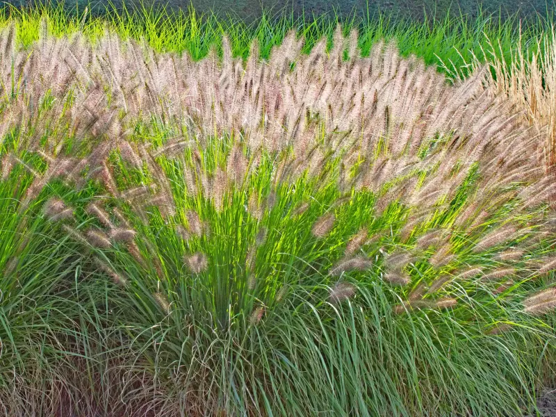 Lampenputzergras mit bogigen grünen Blättern und zahlreichen hellen Blütenähren im sonnigen Beet.