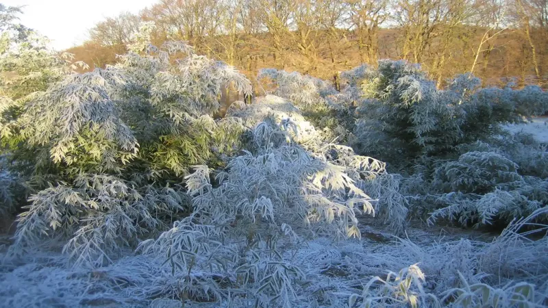 Bambuspflanzen mit Raureif an einem sonnigen Wintermorgen