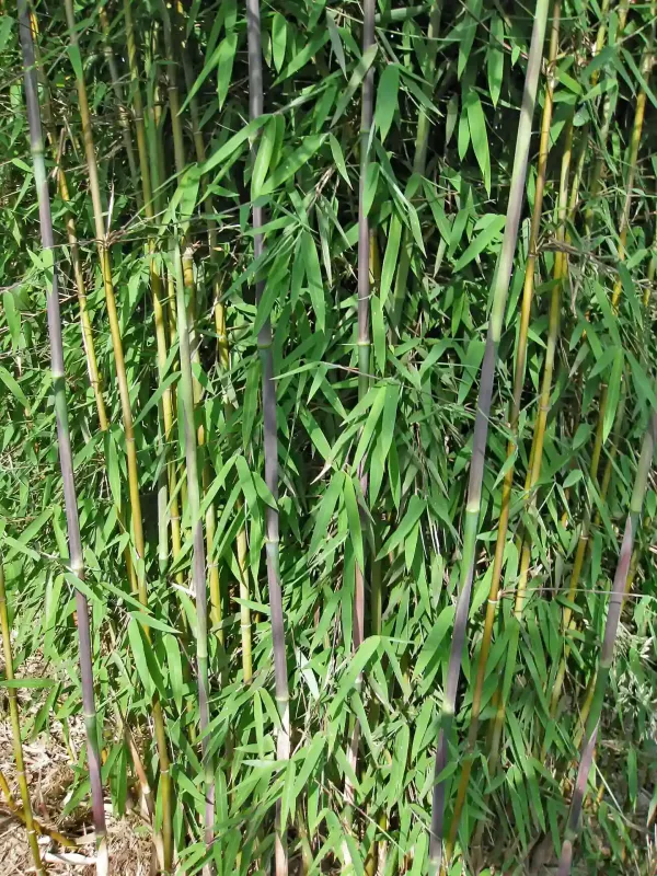 Nahaufnahme der Halme und Blätter des Fargesia 'Jiuzhaigou 1' - schlanke, rote Halme mit zartem Blattwerk, hervorragend für halbschattige Lagen.