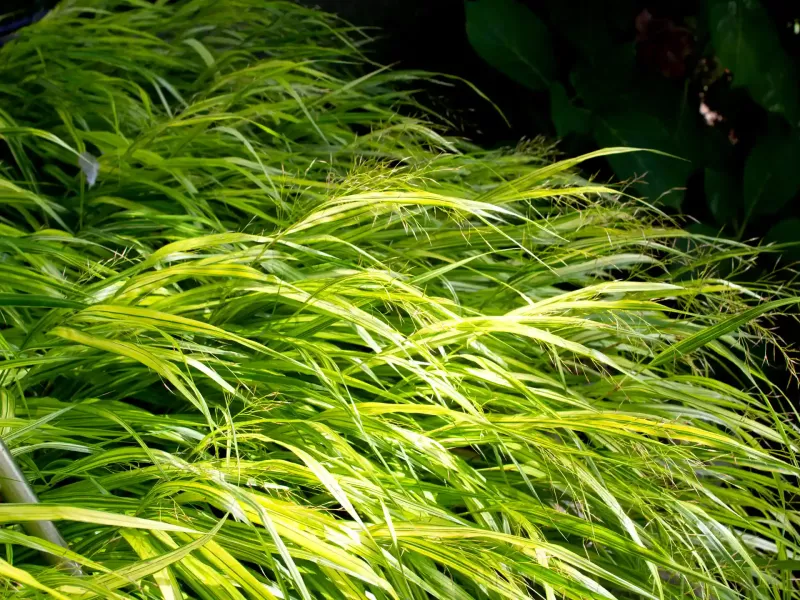 Feuillage vert et jaune de l’Hakonechloa macra ‘Aureola’