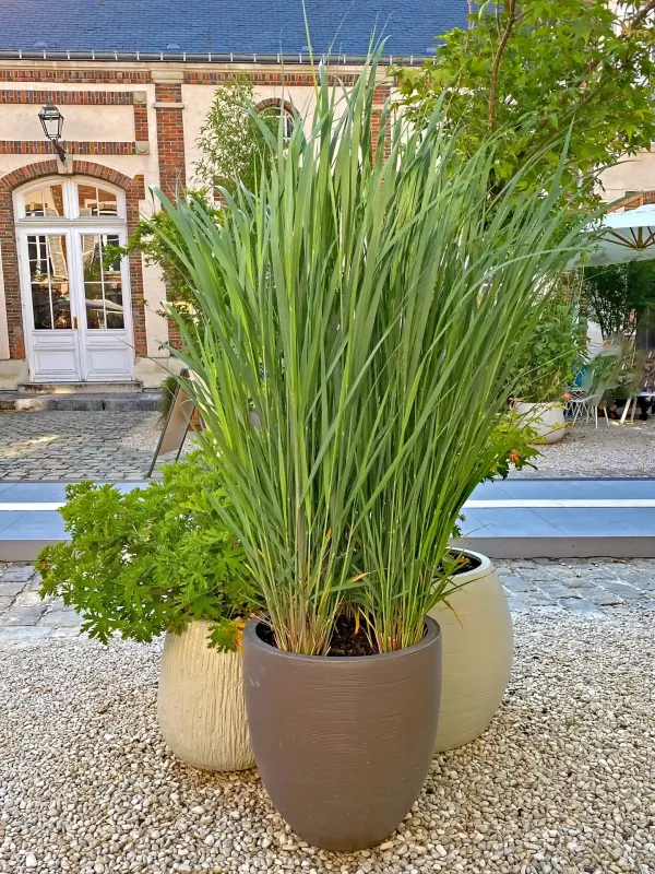 Gräser im Kübel – Ideen für Terrasse & Balkon
