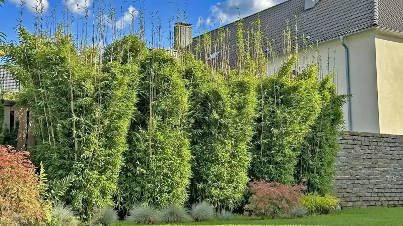 Bambushecke vor einer Hausfassade mit gepflastertem Rand und niedriger Bepflanzung im Garten.